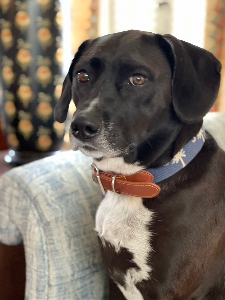 palmetto moon dog collar modeled on skeeter