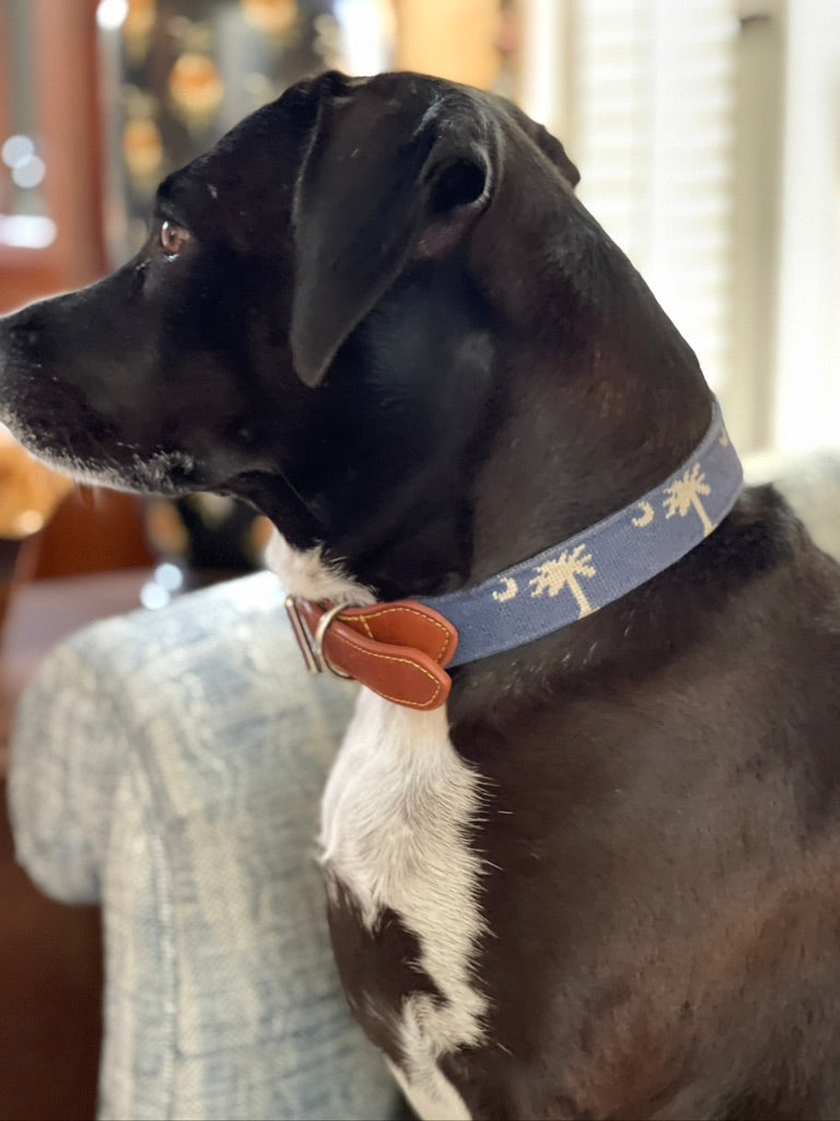palmetto moon dog collar modeled on skeeter