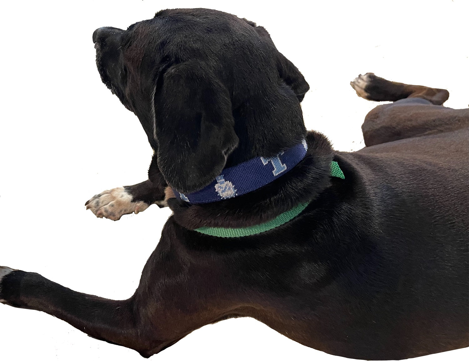 the Citadel dog collar modeled on skeeter