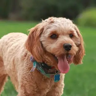 cavapoo small dog with collar