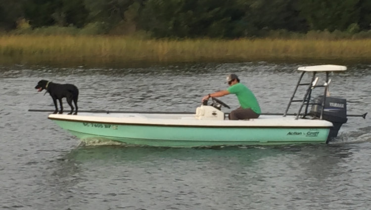 Boat Dog - Labrador Retriever in Boat Bow